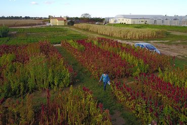 Jornada de experiencia sobre obtención de salicaceas en vivero