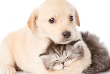 Estudiantes de medicina veterinaria desarrollaron pasantías en Misiones