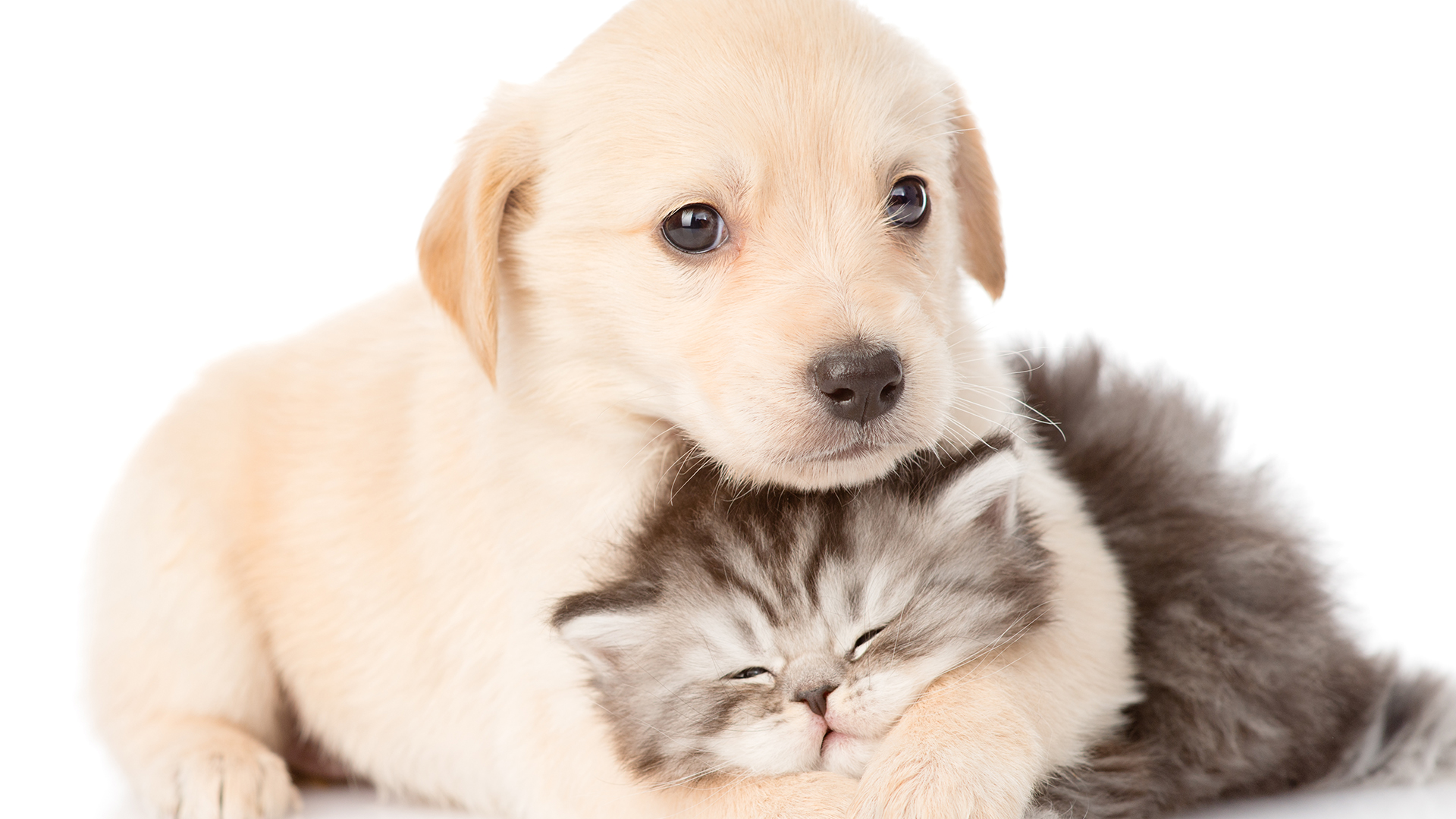 RERBOZ4SVRHNZMFVZYM5JMEXRI