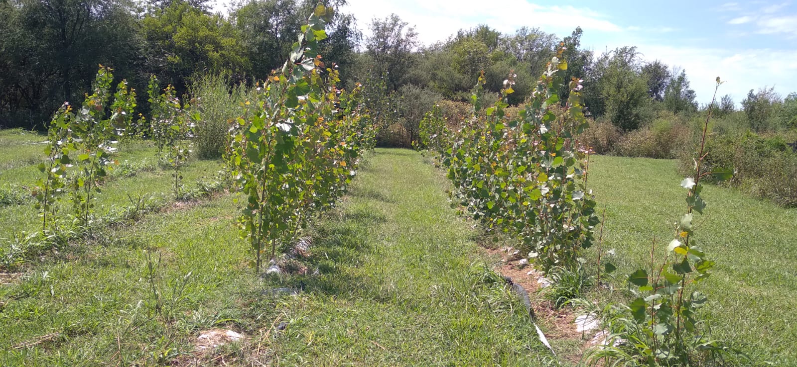 WhatsApp Image 2022-05-03 at 1.59.32 PM (1)